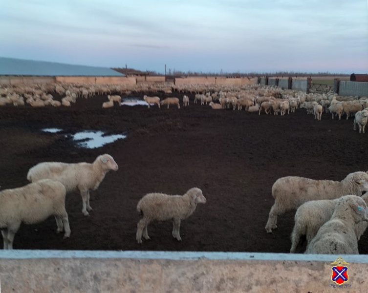 В Палласовском районе Волгоградской области чабаны похищали овец